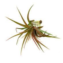 Load image into Gallery viewer, Tillandsia. Capitata select, 3" - Floral Acres Greenhouse & Garden Centre