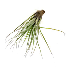 Load image into Gallery viewer, Tillandsia, Fasciculata, 8-9" - Floral Acres Greenhouse & Garden Centre
