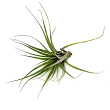 Load image into Gallery viewer, Tillandsia, Fasciculata, 8-9" - Floral Acres Greenhouse & Garden Centre