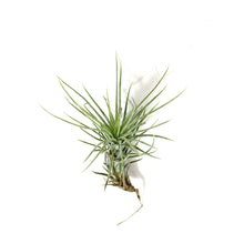 Load image into Gallery viewer, Tillandsia, Funckiana, 1-2" - Floral Acres Greenhouse & Garden Centre