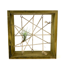 Load image into Gallery viewer, Tillandsia, Funckiana, 1-2" - Floral Acres Greenhouse & Garden Centre