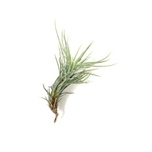 Load image into Gallery viewer, Tillandsia, Funckiana, 1-2" - Floral Acres Greenhouse & Garden Centre
