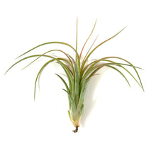 Load image into Gallery viewer, Tillandsia, Ionantha brachycaulous, 4-5" - Floral Acres Greenhouse & Garden Centre