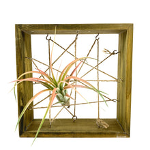 Load image into Gallery viewer, Tillandsia, Ionantha brachycaulous, 4-5" - Floral Acres Greenhouse & Garden Centre