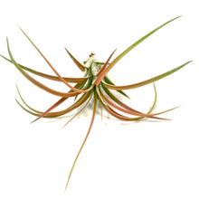Load image into Gallery viewer, Tillandsia, Ionantha brachycaulous, 4-5" - Floral Acres Greenhouse & Garden Centre