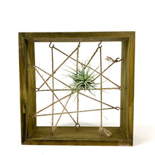 Load image into Gallery viewer, Tillandsia, Ionantha guatemalan, 2-3" - Floral Acres Greenhouse & Garden Centre