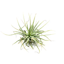 Load image into Gallery viewer, Tillandsia, Ionantha guatemalan, 2-3" - Floral Acres Greenhouse & Garden Centre