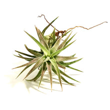 Load image into Gallery viewer, Tillandsia Ionantha vanhyningii, 2-3"