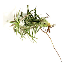 Load image into Gallery viewer, Tillandsia Ionantha vanhyningii, 2-3"