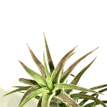 Load image into Gallery viewer, Tillandsia Ionantha vanhyningii, 2-3"