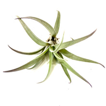 Load image into Gallery viewer, Tillandsia, Plagiotropica, 4-5" - Floral Acres Greenhouse & Garden Centre