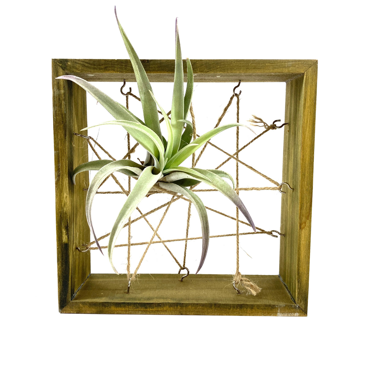 Tillandsia, Plagiotropica, 4-5" - Floral Acres Greenhouse & Garden Centre