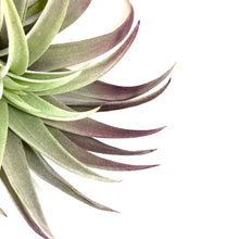 Load image into Gallery viewer, Tillandsia, Plagiotropica, 4-5" - Floral Acres Greenhouse & Garden Centre