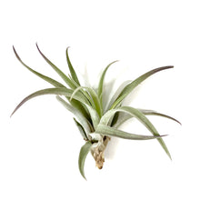 Load image into Gallery viewer, Tillandsia, Plagiotropica, 4-5" - Floral Acres Greenhouse & Garden Centre