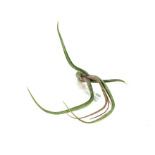 Load image into Gallery viewer, Tillandsia Pseudobaileyii, 4-5"