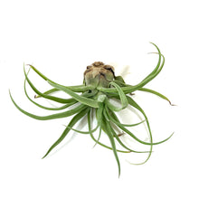 Load image into Gallery viewer, Tillandsia, Seleriana, 7-8" - Floral Acres Greenhouse & Garden Centre