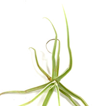 Load image into Gallery viewer, Tillandsia, Streptocarpa, 5-6" - Floral Acres Greenhouse & Garden Centre