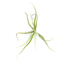 Load image into Gallery viewer, Tillandsia, Streptocarpa, 5-6" - Floral Acres Greenhouse & Garden Centre