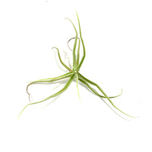 Load image into Gallery viewer, Tillandsia, Streptocarpa, 5-6" - Floral Acres Greenhouse & Garden Centre