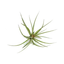 Load image into Gallery viewer, Tillandsia Stricta hybrid, 5-6"