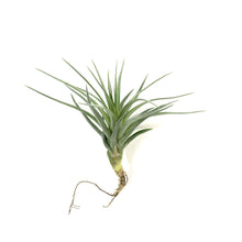 Load image into Gallery viewer, Tillandsia, Stricta stuff purple, 3-4" - Floral Acres Greenhouse & Garden Centre
