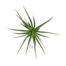 Load image into Gallery viewer, Tillandsia, Stricta stuff purple, 3-4" - Floral Acres Greenhouse & Garden Centre