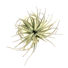 Load image into Gallery viewer, Tillandsia Tectorum, 3"