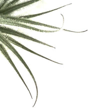 Load image into Gallery viewer, Tillandsia Tectorum, 3"