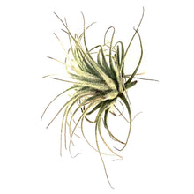 Load image into Gallery viewer, Tillandsia Tectorum, 3"
