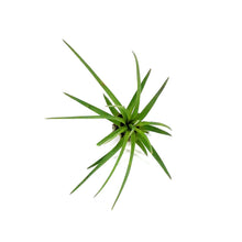 Load image into Gallery viewer, Tillandsia, Tricolor, 5-6"