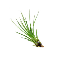 Load image into Gallery viewer, Tillandsia Tricolor, 5-6"