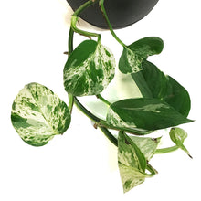 Load image into Gallery viewer, Pothos, 6in, Marble Queen, Hanging Basket