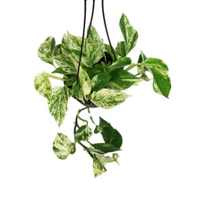 Load image into Gallery viewer, Pothos, 6in, Marble Queen, Hanging Basket