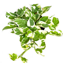 Load image into Gallery viewer, Pothos, 6in, Pearls & Jade - Floral Acres Greenhouse & Garden Centre