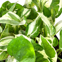 Load image into Gallery viewer, Pothos, 6in, Pearls & Jade - Floral Acres Greenhouse & Garden Centre