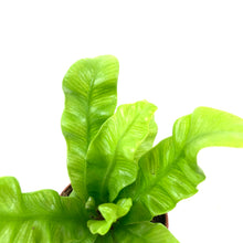 Load image into Gallery viewer, Fern, 2.5in, Crispy Wave - Floral Acres Greenhouse & Garden Centre