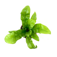 Load image into Gallery viewer, Fern, 2.5in, Crispy Wave - Floral Acres Greenhouse & Garden Centre