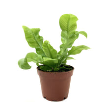 Load image into Gallery viewer, Fern, 2.5in, Crispy Wave - Floral Acres Greenhouse & Garden Centre