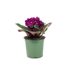 Load image into Gallery viewer, African Violet, 4in
