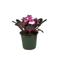 Load image into Gallery viewer, African Violet, 4in