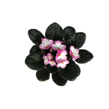 Load image into Gallery viewer, African Violet, 4in