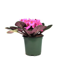 Load image into Gallery viewer, African Violet, 4in