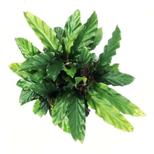 Load image into Gallery viewer, Calathea, 6in, Rufibarba Velvet