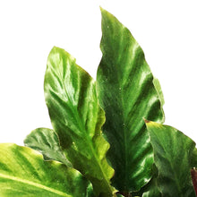 Load image into Gallery viewer, Calathea, 6in, Rufibarba Velvet