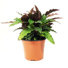 Load image into Gallery viewer, Calathea, 6in, Rufibarba Velvet