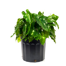 Load image into Gallery viewer, Philodendron, 12in, Burle Marx - Floral Acres Greenhouse & Garden Centre