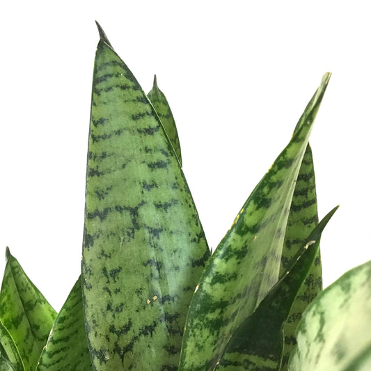 Sansevieria, 6in, Zeylanica - Floral Acres Greenhouse & Garden Centre