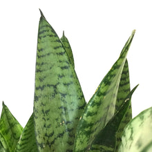 Load image into Gallery viewer, Sansevieria, 6in, Zeylanica - Floral Acres Greenhouse & Garden Centre