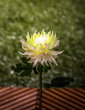 Load image into Gallery viewer, Solar Garden Stake, Wildflower - Floral Acres Greenhouse & Garden Centre