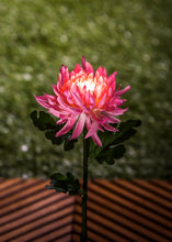 Load image into Gallery viewer, Solar Garden Stake, Wildflower - Floral Acres Greenhouse & Garden Centre